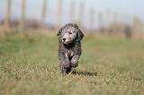 BEDLINGTON TERRIER 198